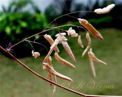  Infl. branches bearing spikelets
